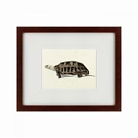 картина: a hand-painted illustration of an elongated tortoise, 1873 в Ставрополе