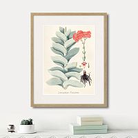 картина: fragmenta botanica №4, 1809г. в Ставрополе