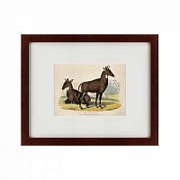 картина: two nilgais, 1830 в Ставрополе