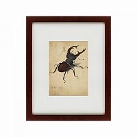 картина: stag beetle, 1505 в Ставрополе