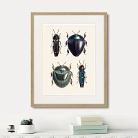 картина: assorted beetles №1, 1735г. в Ставрополе