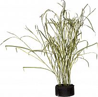 декор reeds and leaves в Ставрополе