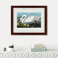 картина: common american swan, 1838 в Ставрополе