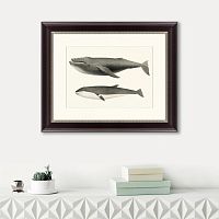 картина: humpback whale (megaptera versabilis), 1859 в Ставрополе