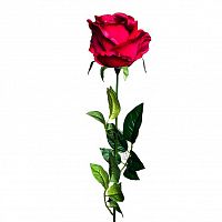 роза бордовая 71 см (24) в Ставрополе