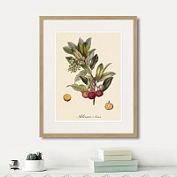 картина: juicy fruit lithography №4, 1870г. в Ставрополе