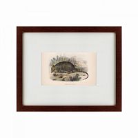 картина: armadillo, 1860 в Ставрополе