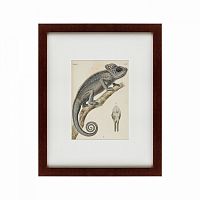 картина: chameleon, 1706 в Ставрополе