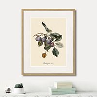 картина: juicy fruit lithography №5, 1870г. в Ставрополе