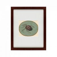 картина: spider, 1690 в Ставрополе