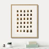 картина: assorted beetles №2, 1735г. в Ставрополе