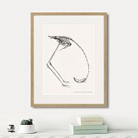 картина: phanicopterus ruber, 1867г. в Ставрополе