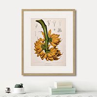 картина: exotic plants of the world №9, 1815г. в Ставрополе