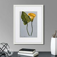 картина: yellow arum lily, 1899г. в Ставрополе