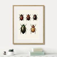 картина: assorted beetles №7, 1735г. в Ставрополе