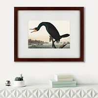 картина: florida cormorant, 1835 в Ставрополе