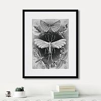 картина: art forms of nature №4, 1897г. в Ставрополе