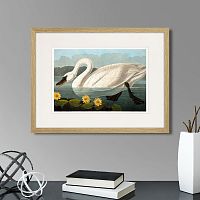 картина: common american swan (white), 1838г. в Ставрополе
