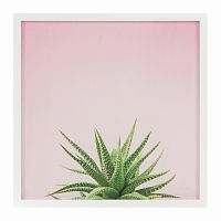постер aloe разноцветный в Ставрополе