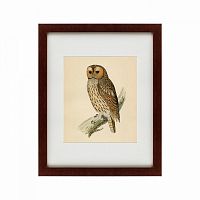 картина: brown owl, 1760 в Ставрополе