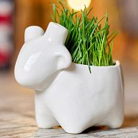 Набор для выращивания eco Овечка