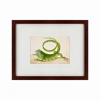 картина: green iguana, 1701 в Ставрополе