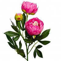 пион розовый 64 см (24) в Ставрополе