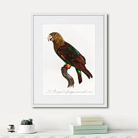 картина: beautiful parrots №3, 1872г. в Ставрополе