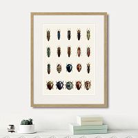 картина: assorted beetles №3, 1735г. в Ставрополе