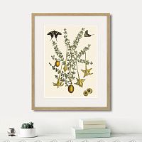 картина: juicy fruit lithography №1, 1870г. в Ставрополе