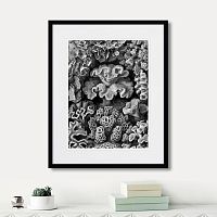 картина: art forms of nature №2, 1897г. в Ставрополе