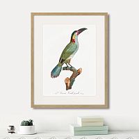 картина: beautiful toucans №3, 1806г. в Ставрополе