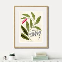 картина: fragmenta botanica №11, 1809г. в Ставрополе