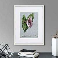 картина: a lady's slipper orchid (cypripedium bellatulum), 1899г. в Ставрополе