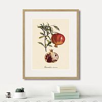 картина: juicy fruit lithography №7, 1870г. в Ставрополе