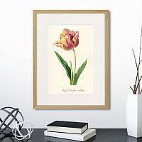 картина: botany illustration №3, 1836г. в Ставрополе