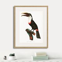 картина: beautiful toucans №2, 1806г. в Ставрополе