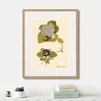 картина: viburnum lantana, 1740г. в Ставрополе