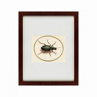 картина: beetle, 1700 в Ставрополе