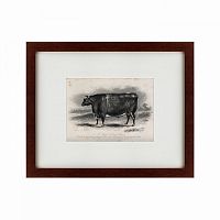 картина: a short horned steer, 1849 в Ставрополе