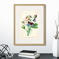 картина: botany illustration №4, 1836г. в Ставрополе
