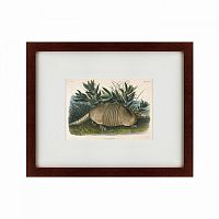 картина: armadillo (dasypus peba), 1848 в Ставрополе