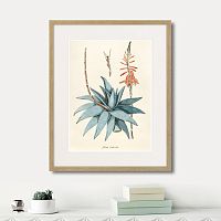 картина: fragmenta botanica №7, 1809г. в Ставрополе