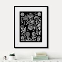 картина: art forms of nature №3, 1897г. в Ставрополе