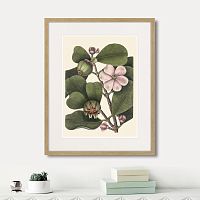 картина: balsam tree with pink flower, 1741г. в Ставрополе