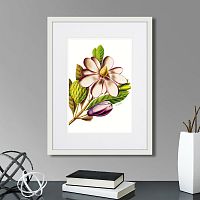 картина: caribian flora purple magnolia, 1740г. в Ставрополе