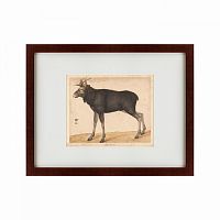 картина: moose, 1560 в Ставрополе