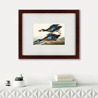 картина: blue-winged teal, 1836 в Ставрополе