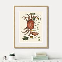 картина: land crab and tapia branch, 1742г. в Ставрополе