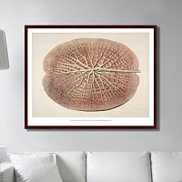 картина: leaf of a gigantic water lily, 1870г. в Ставрополе